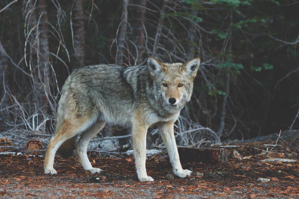 L'horloge de Windows 11 affiche la mauvaise heure ou la date est fausse — décalage de 1 ou 2 heures, heure qui revient en arrière au redémarrage, échec de synchronisation : causes et solutions, fast-l
